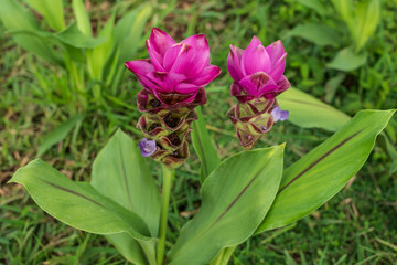 Beautiful Siam Tulip flower in the forest