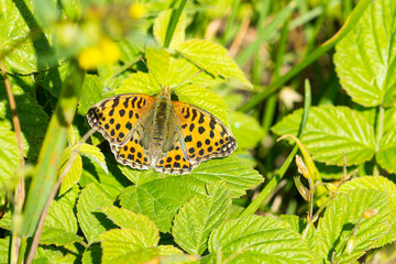 Kleiner Perlmuttfalter (Issoria lathonia)	