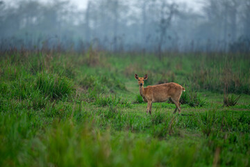Adult female eastern swamp deer takes a pause from grazing to inspect her surroundings for predators at Manas National Park, Assam, India