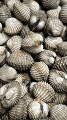 Fresh cockles ready to cook. Seafood. For background.