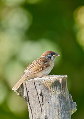 Bird, sparrow and outdoor in nature on log for relax in natural environmental habitat, sustainability and wildlife. Passeridae, animal and branch in park or garden with green background in Europe.