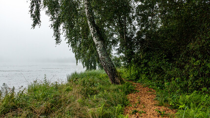 fog landscape on the shore of the lake, blurred silhouettes of trees, bushes and plants, fog in the morning