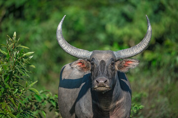 Portrait of a wild asiatic water buffalo isolated from the background showing details of face and horns from Manas National Park, Assam, India