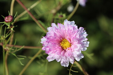 Sweden. Aster is a genus of perennial flowering plants in the family Asteraceae.  
