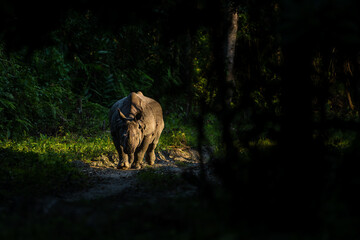 Dramatic low-key spotlit image of an aggressive greater one-horned rhino walking through a dark forest on a safari track approaching from front at Kaziranga national park, Assam, India