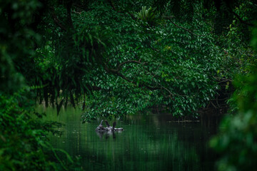 Obraz premium An adult male greater one-horned rhino wallowing in a river passing through a dense forest to escape the heat of early monsoon months at Manas National Park, Assam, India