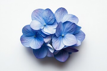 A close-up view of a cluster of blue hydrangea flowers showcasing their vibrant blue petals and intricate details against a white background, perfect for florists.