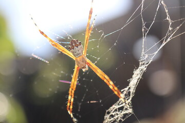 Argiope argentata, os Silver Argiope spider, on its web