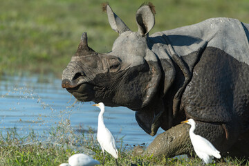 An adult rhino runs through a waterbody as egrets follow around to feed on insects flushed out from the grass at Kaziranga National Park, Assam, India © Soumabrata Moulick