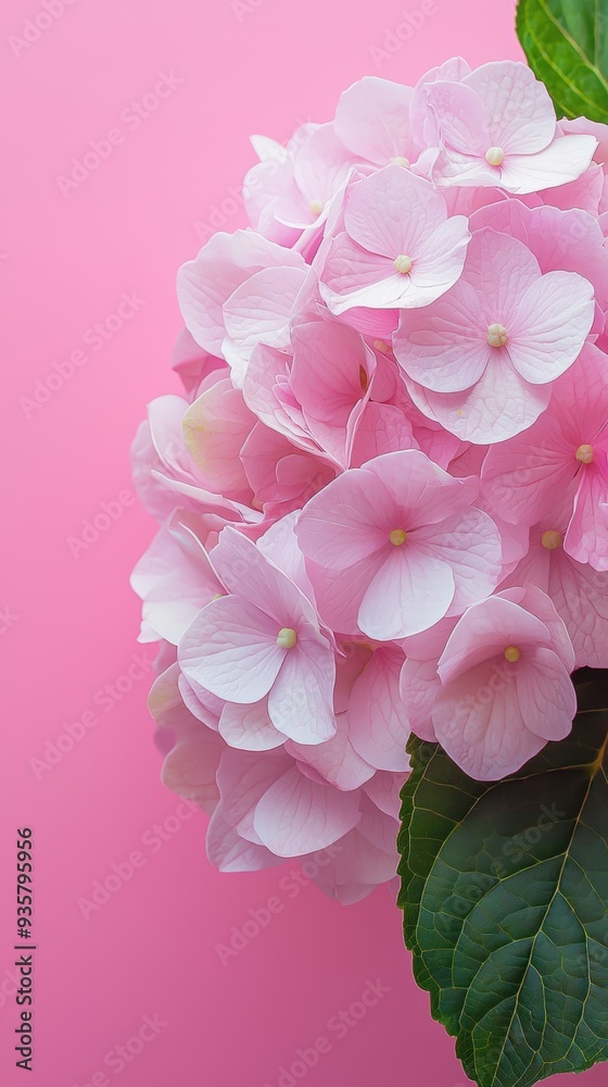 Poster delicate pink hydrangea blooms