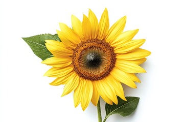 Obraz premium The image presents a bright yellow sunflower in full bloom with green leaves on a white background, representing joy, summer, and the sun’s warmth.