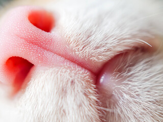 Cute feline pink nose macro close-up, White orange cat with mouth and mustache macro