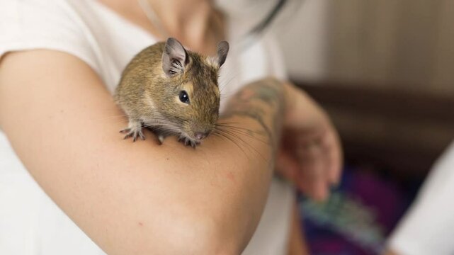 Mother and daughter play with octodon pet. Child plays with squirel degus domestic animal at home.