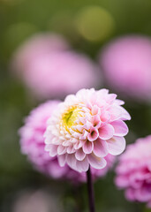 Fototapeta premium Dahlia's In Full Bloom At Dahlia Beach