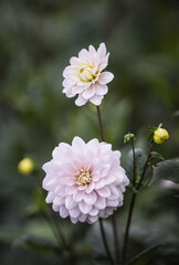 Dahlia's In Full Bloom At Dahlia Beach