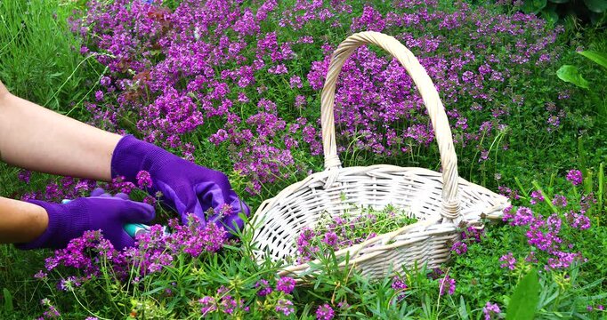 Collecting creeping thyme for medicinal purposes, also as a seasoning for various dishes, a person carefully cuts off the top part of the plant with pruning shears and puts it in a basket