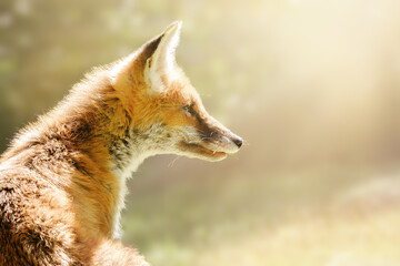 Romantic, dreamy portrait of a juvenile red fox in the sun. Young animal in the wild. Copy space, place your text.
