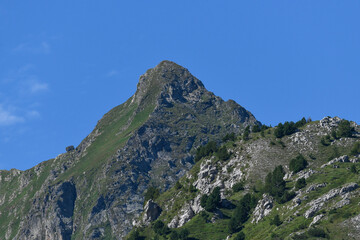 view of mountains in summer with plains and pine trees