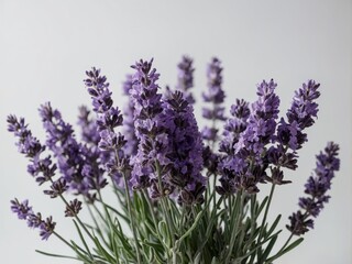 Obraz premium A close up of a bouquet of vibrant lavender flowers against a neutral background