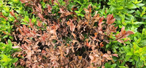 West Indian Jasmine that is exposed to strong sunlight until leaves are crisp and brown (Xora chinensis Lamk., Ixora spp.) Tree is a shrub lack water. Global warming causes drought and tree death.
