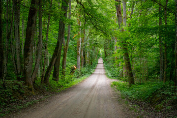 road in the forest