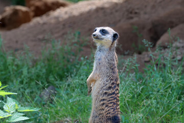 Fototapeta premium A vigilant meerkat guards its territory