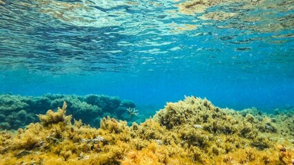 coral reef in the blue sea