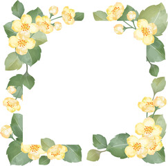 Light yellow jasmine flowers in watercolor and color pencil style, vector, flower frame, refreshing, quiet, hand-painted, background painting hand drawn