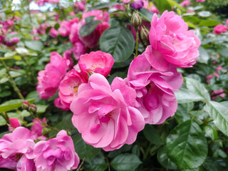 Group of pink roses. French roses