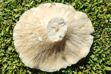 Freshly picked Lactifluus piperatus mushroom on a green background