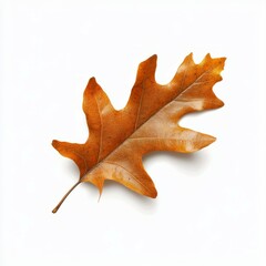 A detailed autumn oak leaf showcasing its warm colors and intricate veins on a white background