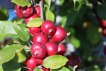Sweden. Malus is a genus of about 32–57 species of small deciduous trees or shrubs in the family...