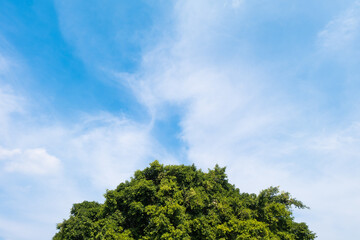 Obraz premium sky and trees with empty space for text