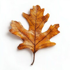Fototapeta premium Detailed view of a dry oak leaf on a white background highlighting autumn colors and texture
