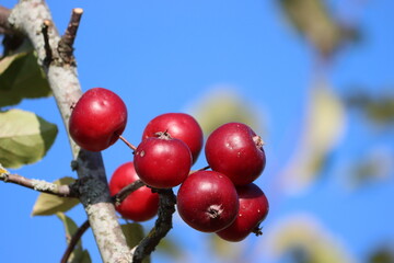 Sweden. Malus is a genus of about 32–57 species of small deciduous trees or shrubs in the family Rosaceae, including the domesticated orchard apple, crab apples and wild apples.   