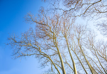 tree branches against sky