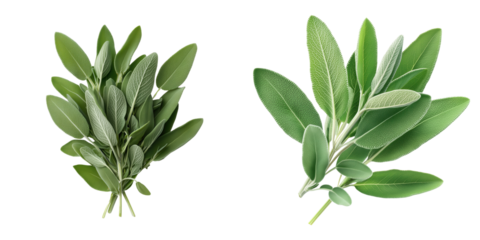 Fresh sage leaves arranged beautifully, ideal for cooking or herbal remedies, showcasing vibrant green hues and natural texture.