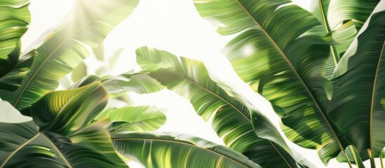 A cluster of large green banana leaves from an exotic palm tree illuminated by sunlight against a white background The tropical plant foliage shows distinct texture Represents a pollution free symbol