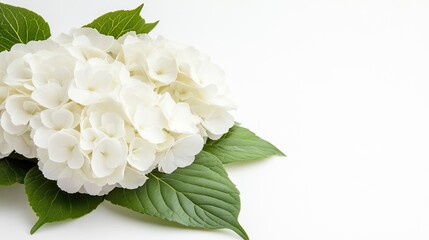 Delicate white hydrangea blooms are artfully arranged on a clean white background, creating an inviting spot for your wedding invitation text