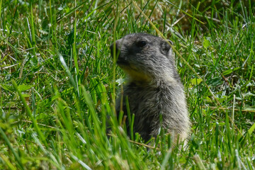 Fototapeta premium marmot on the alps in summer watching