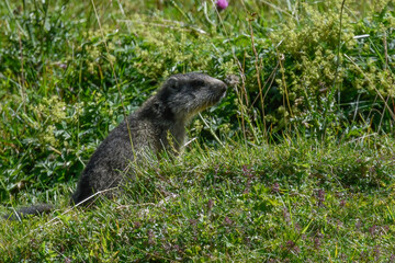 marmot on the alps in summer watching