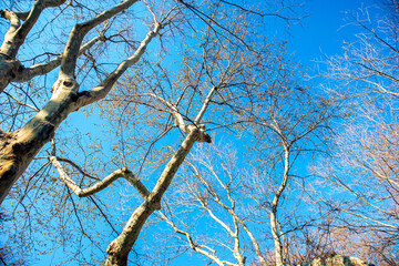 branches against blue sky