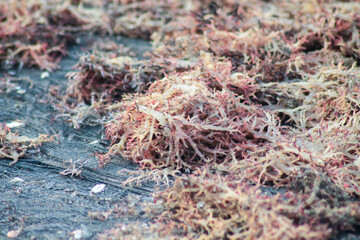dried seaweed, close-up shot of dried seaweed by the sea