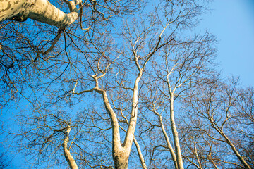 bare tree branches against blue sky