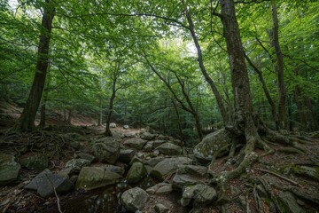 forest in the morning