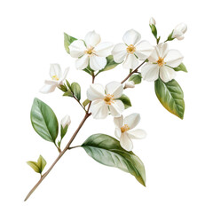 Beautiful illustration of a delicate white flower branch with lush green leaves on a transparent background.