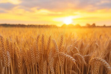 Obraz premium A vibrant scene depicting golden wheat stalks in a field illuminated by the setting sun, captured in perfect golden hour lighting.