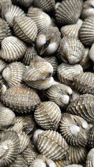 Fresh cockles ready to cook. Seafood. For background.