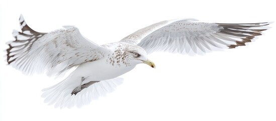 Obraz premium Seagull in Flight Against a White Background