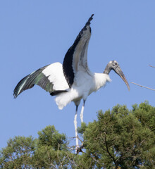 Wood Stork with wings spread